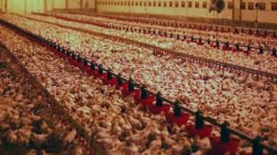 .Le poulet est plus cher qu’en Europe