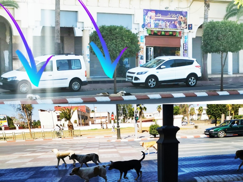 خريبكة… هل ننتظر أزمة دبلوماسية بسبب كلب ضال؟