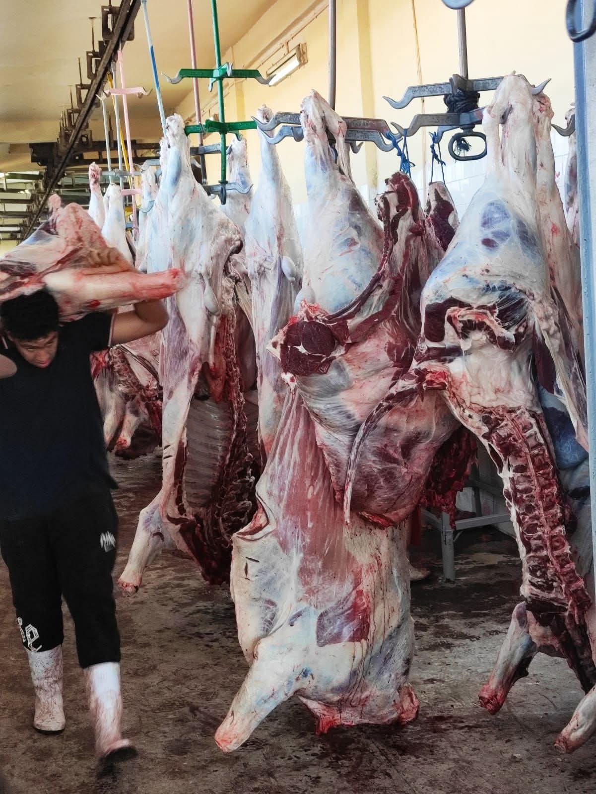 مجزرة خريبكة تعود إلى النشاط بعد إصلاح سريع تحت ضغط الجزارين والمجتمع المحلي.