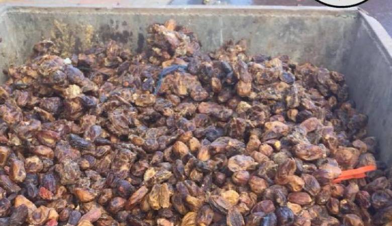 خريبكة.. الدرك الملكي يجهض محاولة ترويج طن من التمور الفاسدة.