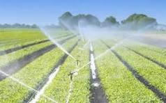 Plan Maroc Vert : l’illusion verte d’une souveraineté alimentaire en crise