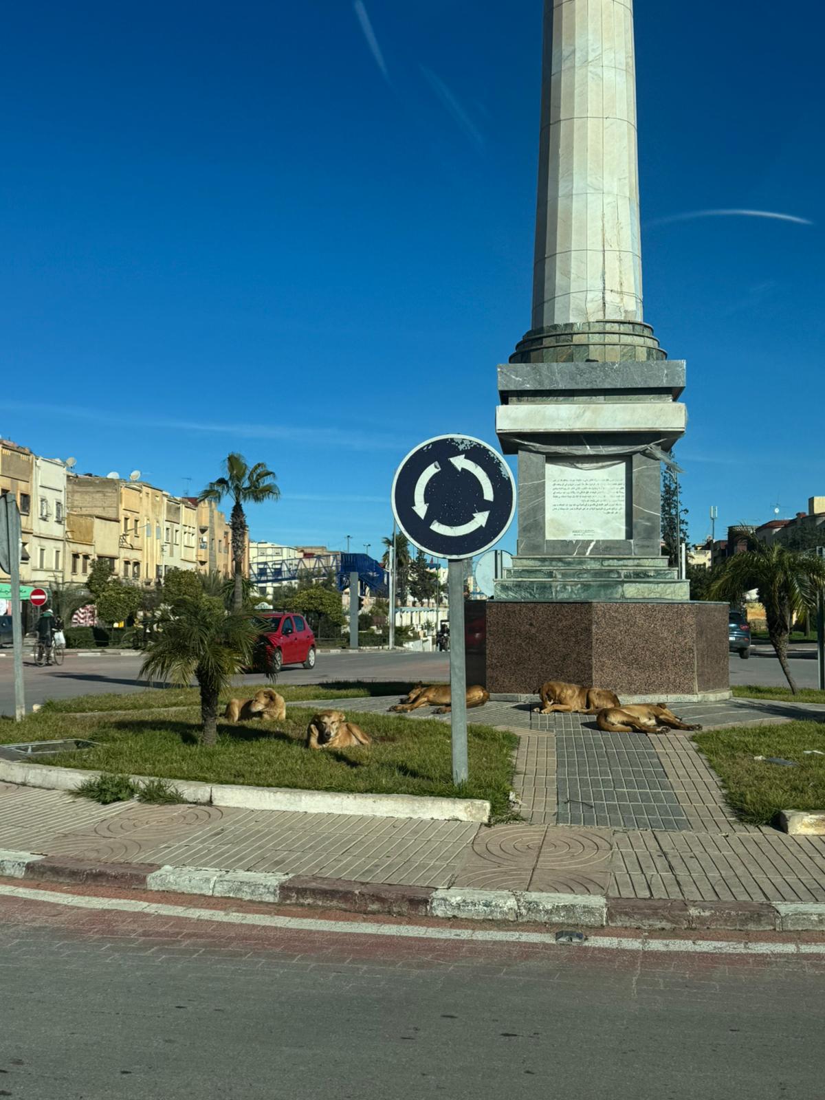 خريبكة العجيبة: حين تنتهي الأمطار وتبدأ الكلاب في تدبير المدارَات