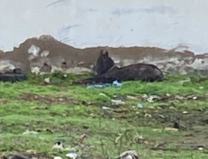 خريبكة – حي الانبعاث خلف مدرسة أسامة بن زيد… حين يتحول الحي إلى إسطبل وتصمت السلطة