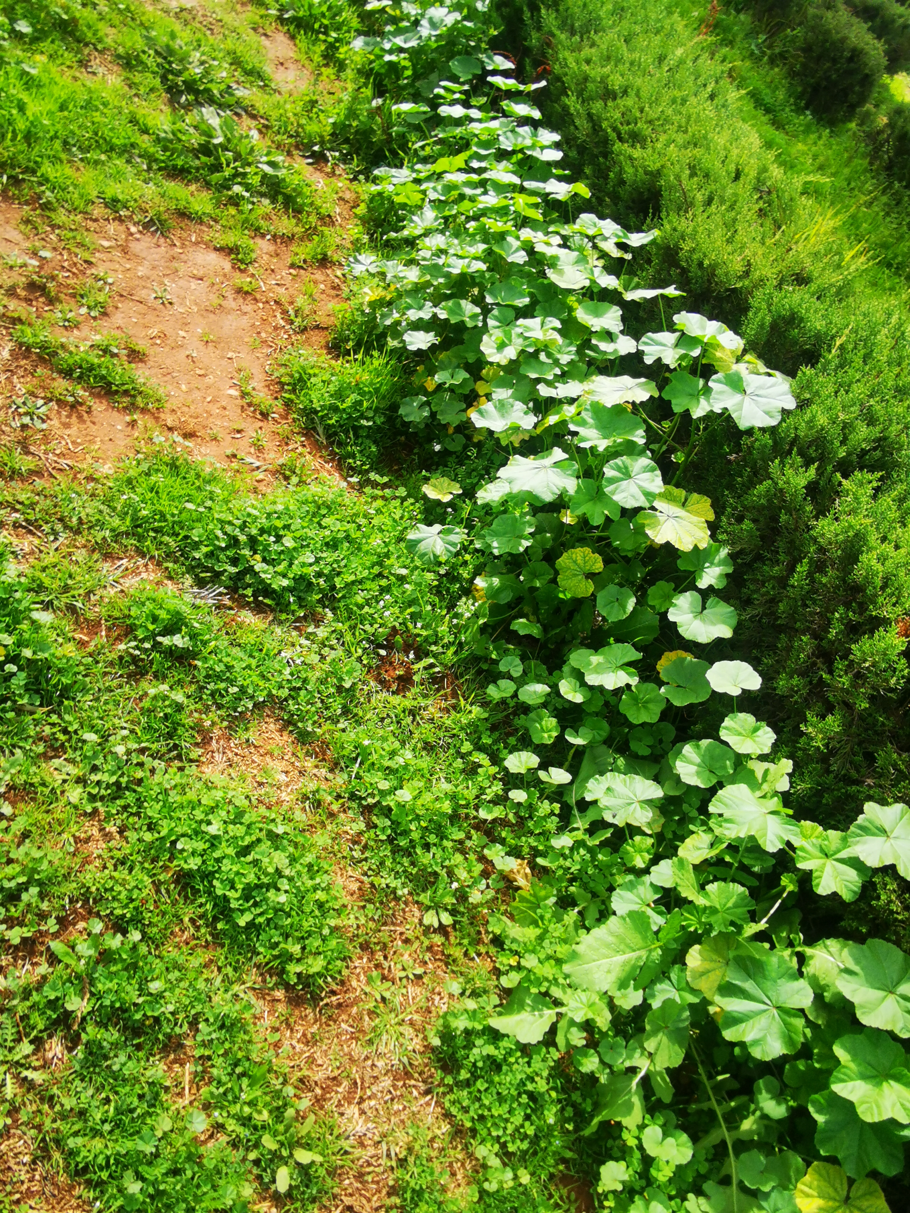 منتزه الفردوس في خريبكة… هل دخلت “البقولة” في البرنامج؟