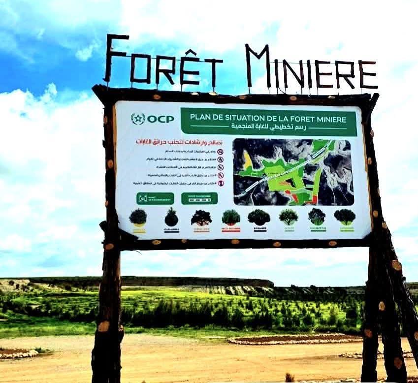 خريبكة… المكتب الشريف للفوسفاط يبعث الأمل من جديد، والجماعة تواصل سياسة القلع بلا حسيب ولا رقيب:بين غابة تزرع وأخرى تغتال في صمت