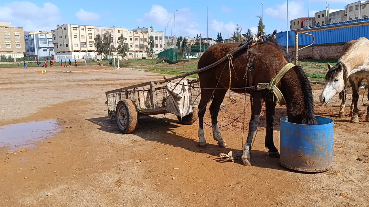 المتيريف كيعري الواقع: ملعب القرب تحول لفضيحة يومية، واش هادي هي التنمية اللي كنهدرو عليها؟مربط لحمير والبغال قدام عيني المسؤولين؟