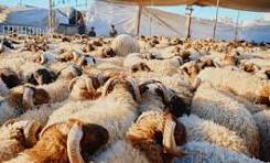Aïd sous pression : quand le pouvoir protège les marchés et oublie les citoyens