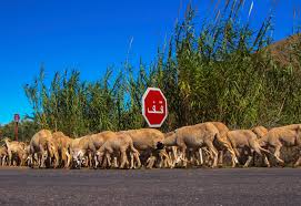 Moutons disparus, élites déconnectées : quand les oligarques jouent avec la misère du peuple